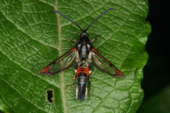 Synanthedon formicaeformis