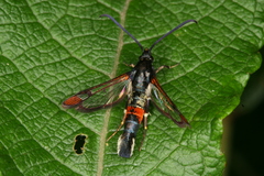 Synanthedon formicaeformis