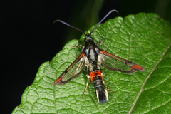 Synanthedon formicaeformis