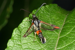 Synanthedon formicaeformis
