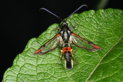 Synanthedon formicaeformis