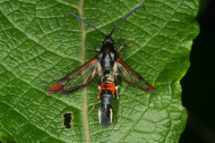 Synanthedon formicaeformis