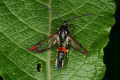Synanthedon formicaeformis