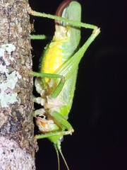 Austrosalomona destructor