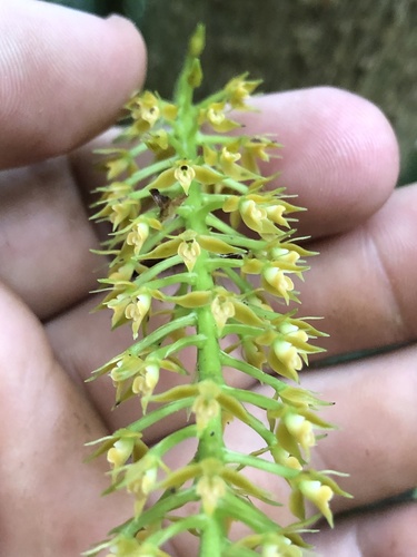 Epidendrum armeniacum