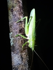 Austrosalomona destructor