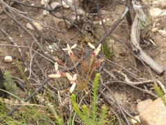 Pelargonium rapaceum