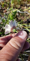 Osteospermum scariosum
