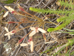 Pelargonium rapaceum