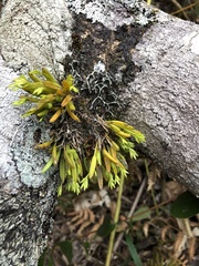 Acianthera sonderiana