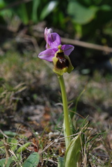 Ophrys tenthredinifera
