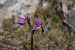 Ophrys tenthredinifera