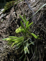 Acianthera sonderiana