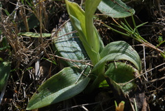 Ophrys tenthredinifera