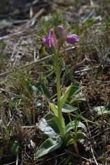 Ophrys tenthredinifera
