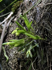 Acianthera sonderiana