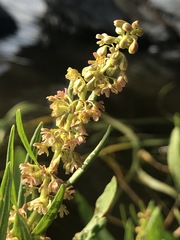 Rumex bidens