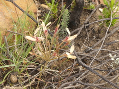 Pelargonium rapaceum