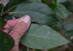 Gmelina fasciculiflora