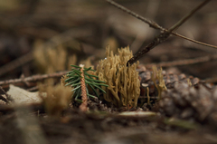 Phaeoclavulina flaccida