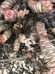Crassula rupestris
