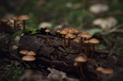 Kuehneromyces lignicola