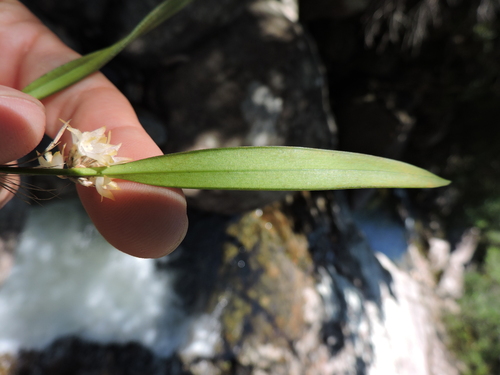 Octomeria crassifolia, photograph 2