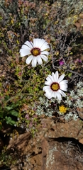 Osteospermum scariosum