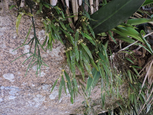 Octomeria crassifolia, photograph 3