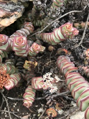 Crassula rupestris