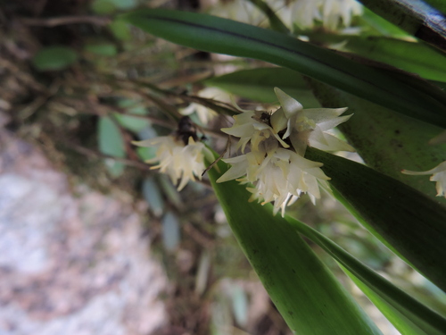 Octomeria crassifolia, photograph 5