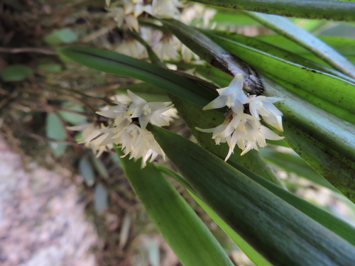 Octomeria crassifolia, photograph 4
