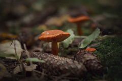 Lactarius aurantiacus