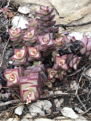 Crassula rupestris