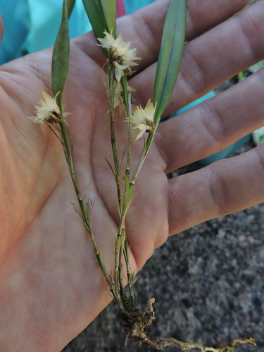 Octomeria crassifolia, photograph 6