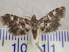 Nacoleia megaspilalis