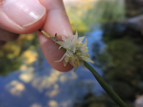 Octomeria crassifolia