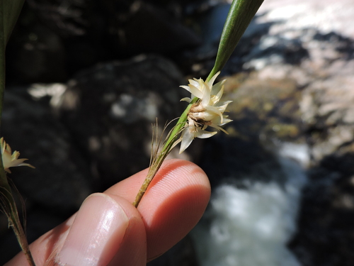 Octomeria crassifolia, photograph 1