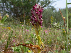 Anacamptis coriophora fragrans