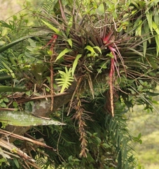 Vriesea tequendamae