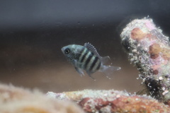 Abudefduf bengalensis