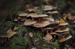 Hypholoma lateritium