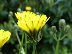 Crepis biennis