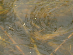 Aquarius paludum paludum
