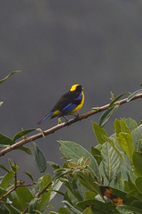 Anisognathus somptuosus