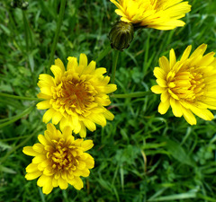 Crepis biennis