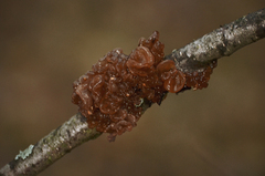 Phaeotremella
