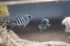 Abudefduf bengalensis