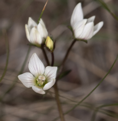 Gentianella diemensis