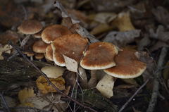 Armillaria borealis